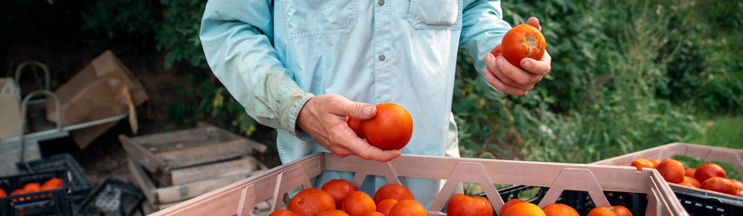 farmer toms